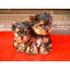 YORKSHIRE TERRIER CACHORROS
