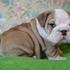 Bulldog Inglés cachorros para su aprobación Bulldog Inglés cachorros para su aprobación