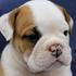 Adorable Inglês Bulldogs Disponível 