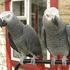bebês arara fértil, avestruz, ovos de papagaio e papagaio cacatua para venda