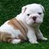 Doces inglês bulldog cachorros para venda (pedesonlilian@yahoo.com) 