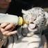 Exotic branca filhote de tigre para venda (catherinesagat@yahoo.com)
