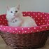 Ragdoll gatinho bem treinados e vet verificado se interessado você voltar para nós para mais informa