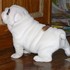 1 Doces inglês bulldog cachorros para venda (pedesonlilian@yahoo.com)