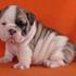 3b Inglês bulldog cachorros disponíveis para venda bem treinado e completamente vacinados filhotes 
