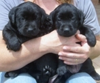 Vivians Kennel