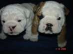 Hotel Canil Firedogs