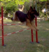 poochie bar