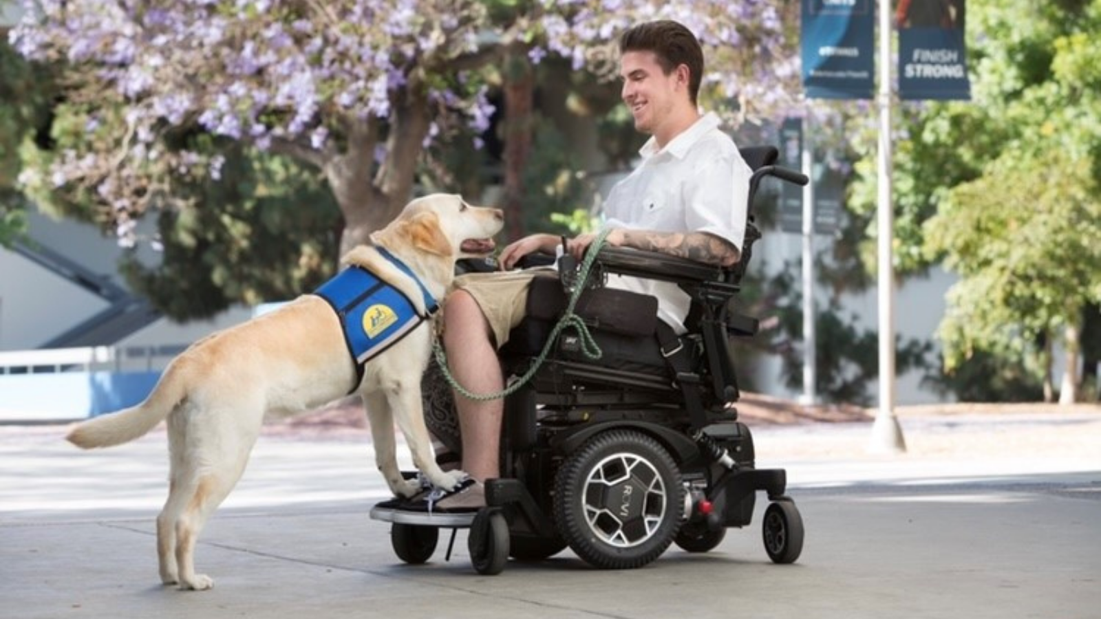 Can A Dog Live With Paralysis