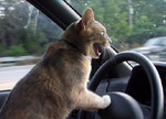Cat-drivers-would-be-cooler