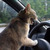 Cat-drivers-would-be-cooler