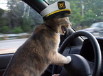 Cat%20sailor%20drive
