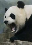 Angry-panda