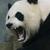Angry-panda