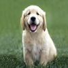 Images_small
