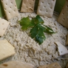 receta de babaganoush por arctarus