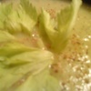 Pure-de-verdura-al-curry
