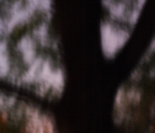 Tree1