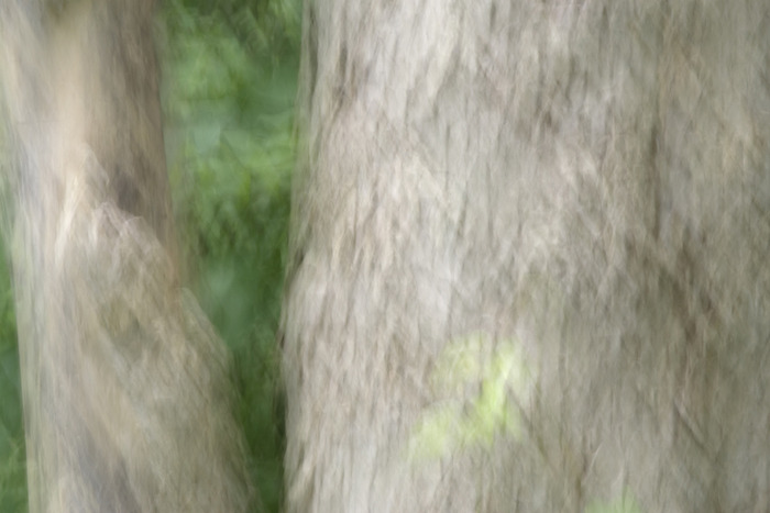 Louise Dudis, Tree 25, 2010