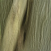 Louise Dudis, Tree 24, 2010