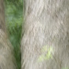 Louise Dudis, Tree 25, 2010