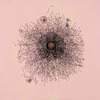 James Cullinane, Lace Passes Into Nothingness, 2009