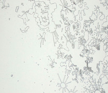 Pollination_study_6_detail