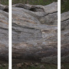 Louise Dudis, Fallen Tree 4875-91, 2011-12