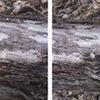 Louise Dudis, Fallen Tree 3080-3066, 2011-12