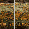 Louise Dudis, Fallen Tree 4951, 4954, 2011-12