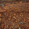 Louise Dudis, Fallen Tree 5015-5020, 2011-12