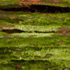Louise Dudis, Fallen Tree 5130-5150, 2011-12