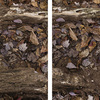 Louise Dudis, Fallen Tree 5436, 5437, 2011-12