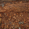 Louise Dudis, Fallen Tree 5017, 2011-12
