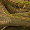 Louise Dudis, Fallen Tree 5068, 2011-12