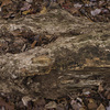 Louise Dudis, Fallen Tree 5432, 2011-12