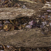 Louise Dudis, Fallen Tree 5437, 2011-12