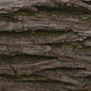 Louise Dudis, Fallen Tree 6996, 2011-12