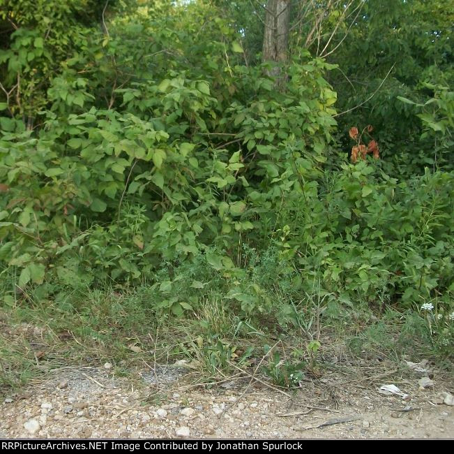 Ex-RI ROW crossing, looking east