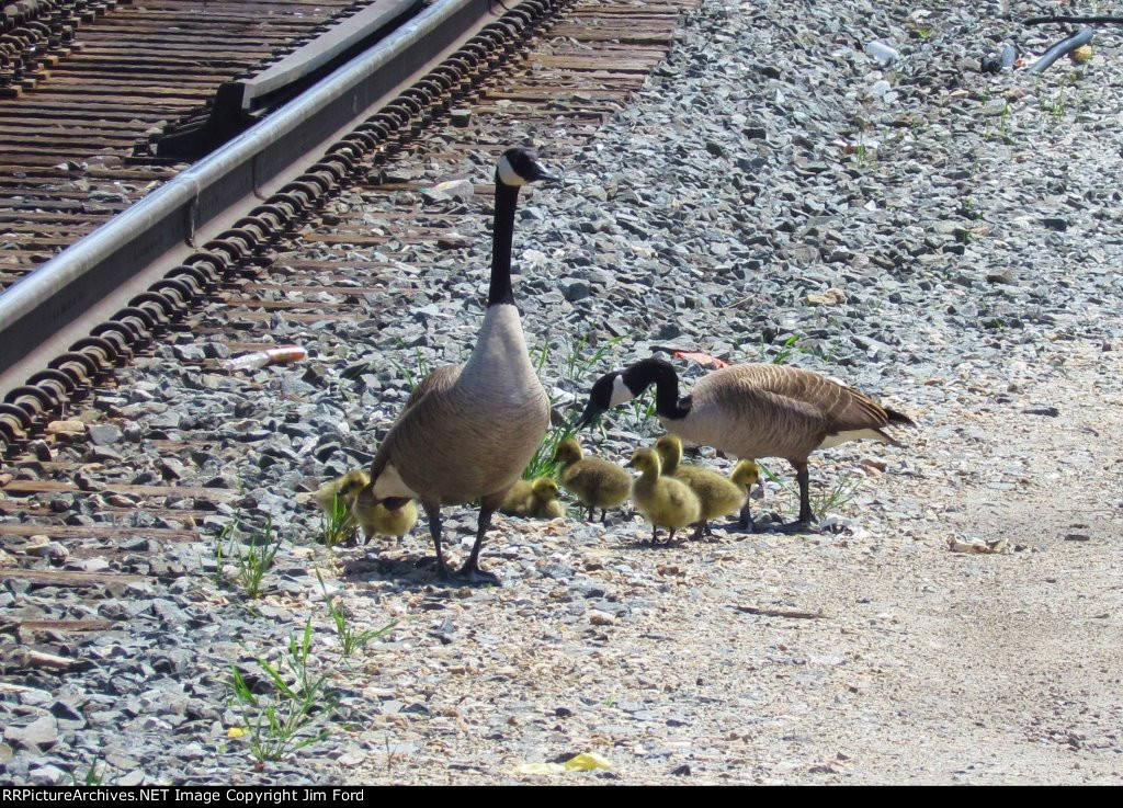 Young Family Out For A Walk