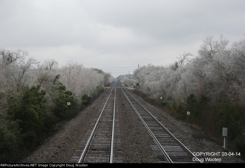 Ice Covered Trees