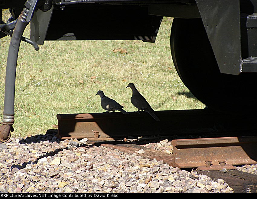 Rail birds