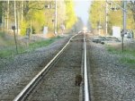Railroad Racoon