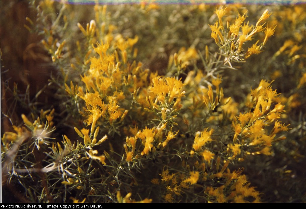 sagebrush flowers