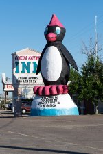 A penguin in Cut Bank