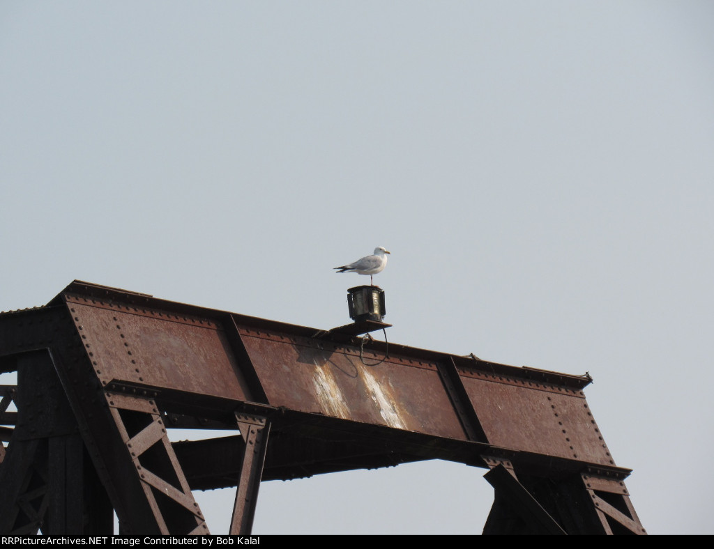 Seagull sitting & watching
