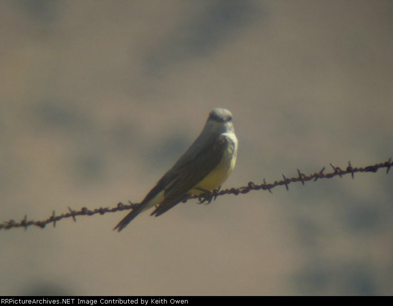 Western Kingbird