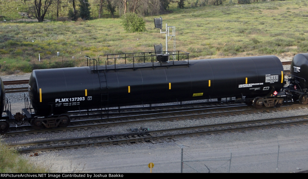 PLMX 137203