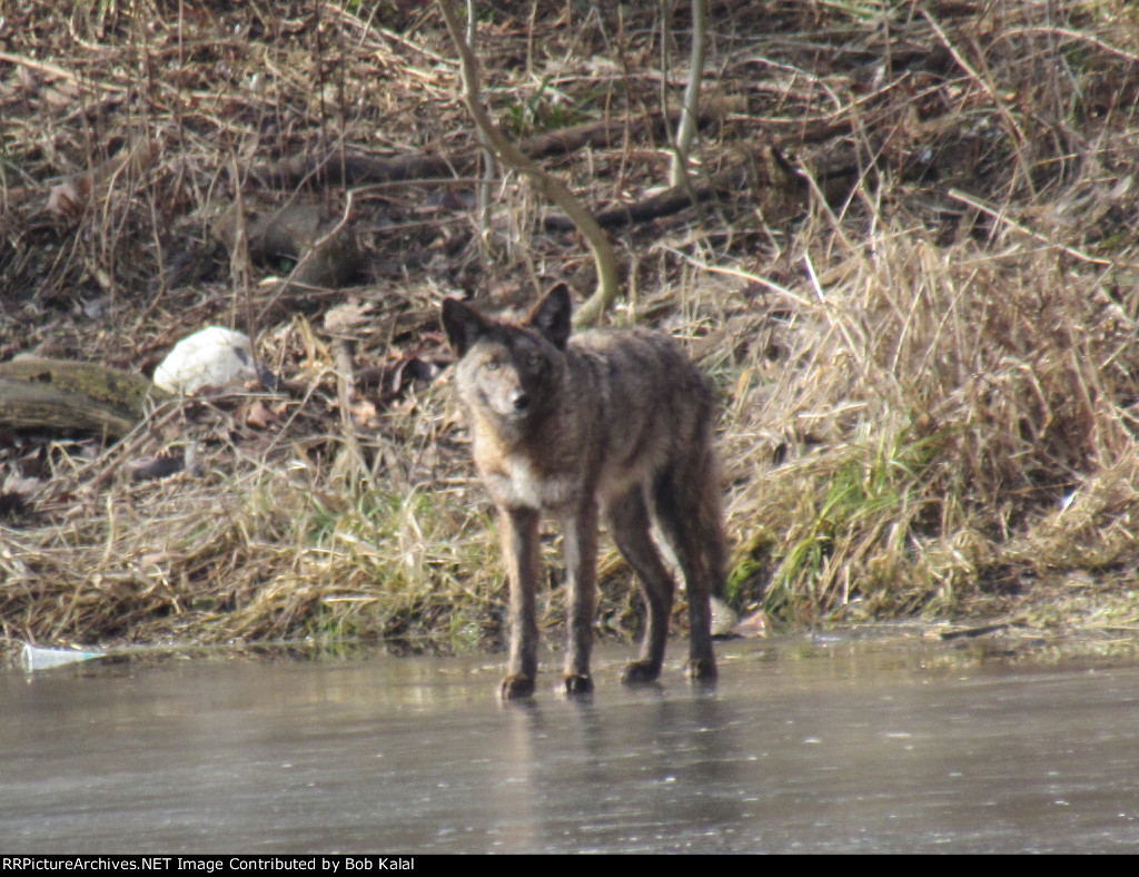 Wolf on Frozen Pond