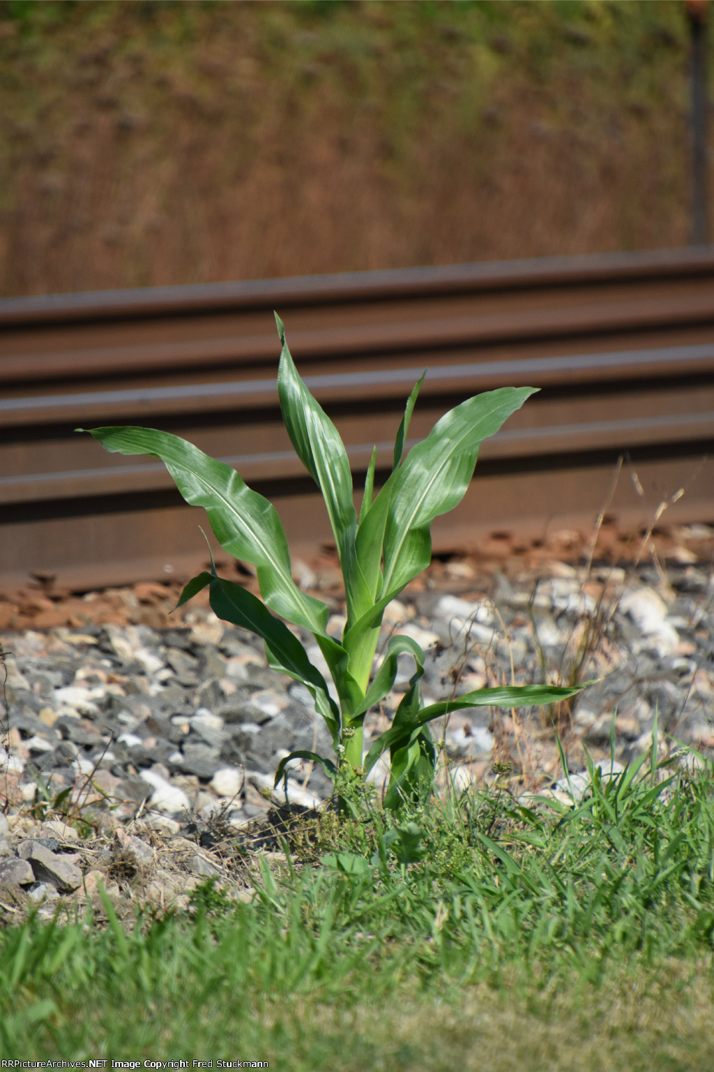 Corny, our trackside mascot.